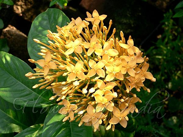 Yellow Ixora